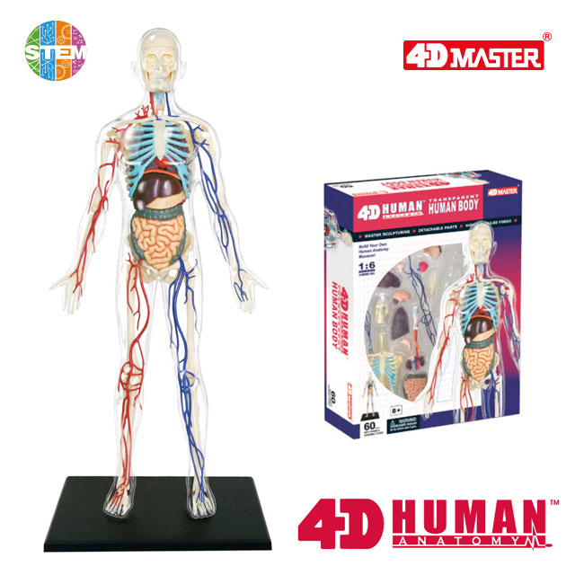4D Human Anatomy Premium 13 inch Transparent Human Body