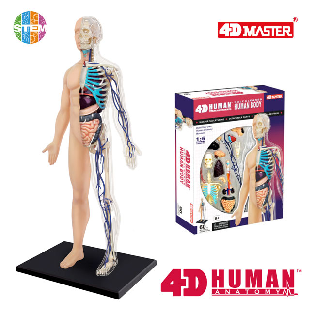 4D Human Anatomy Premium 13 inch Half Cleared Human Body