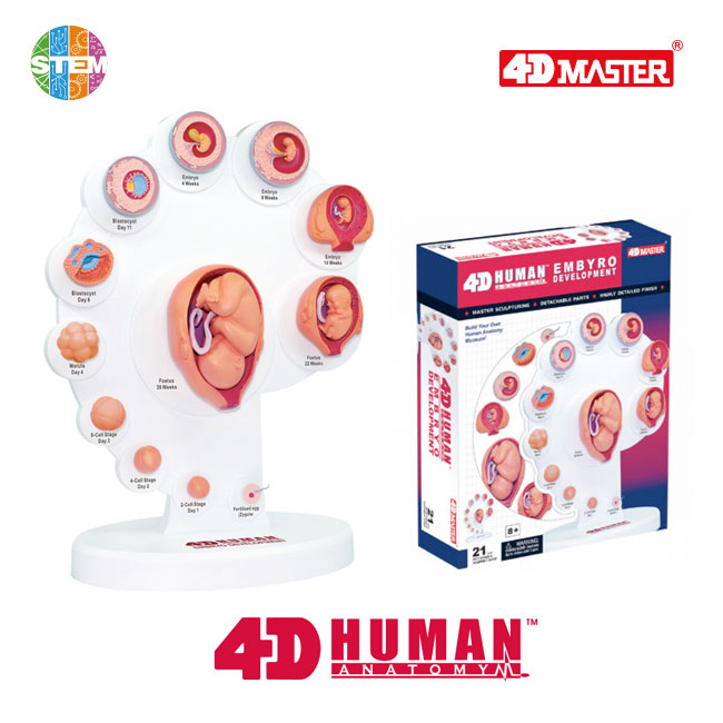 4D Human Anatomy Premium Embryo Development