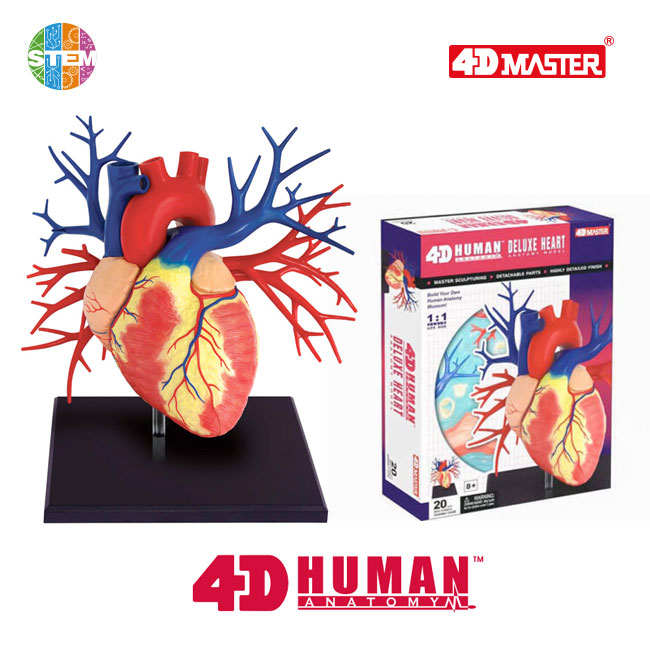 4D Human Anatomy Premium Deluxe Heart