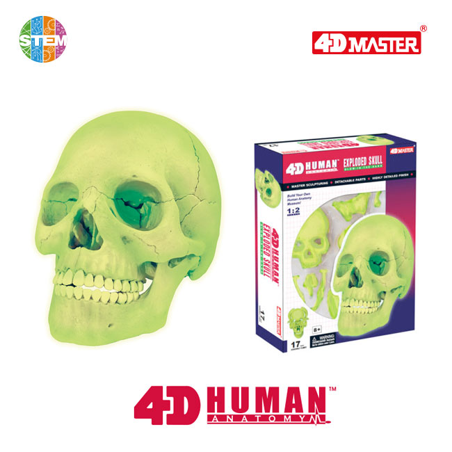4D Human Anatomy Deluxe Glow-In-Dark Skull Model
