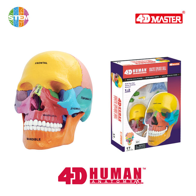 4D Human Anatomy Deluxe Didactic Exploded Skull Model