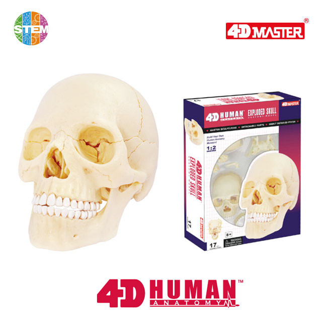 4D Human Anatomy Deluxe Exploded Skull Model
