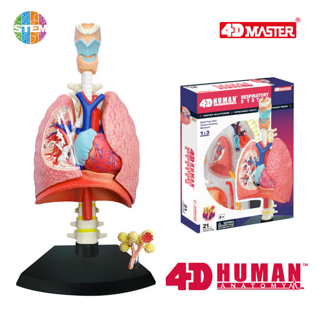 4D Human Anatomy Deluxe Respiratory System