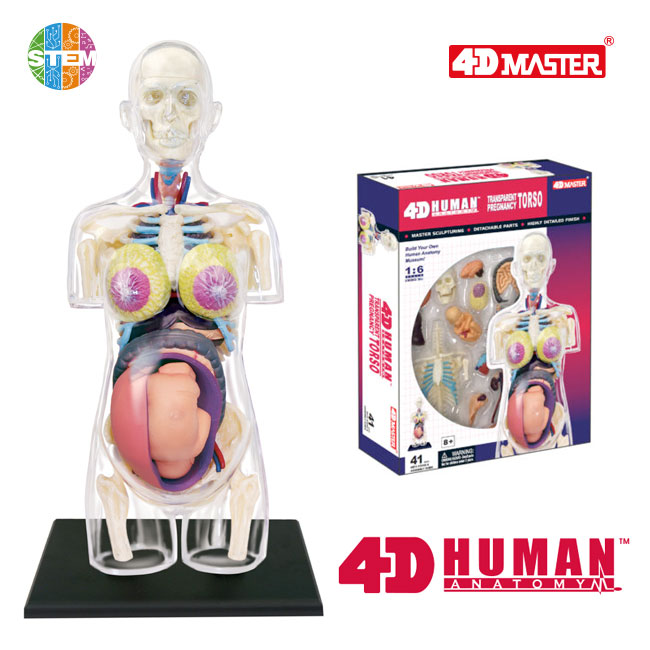 4D Human Anatomy Deluxe 8 inch Transparent Pregnancy Torso