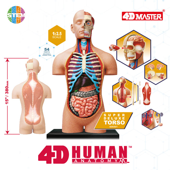 4D Human Anatomy Supreme Super Deluxe Torso